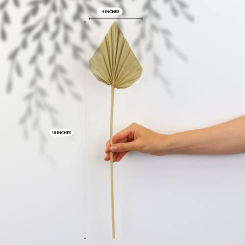 Ragnify Dried Palm Leaves 12 pcs