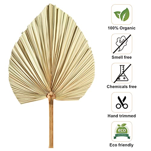 Ragnify Dried Palm Leaves Spear Natural Dried Palm Fans Bohemian Dried Flowers for Bohemian Dried Palm Spears Tropical Dried Palm Leaves Decor for Boho Wedding Party (18x10 Inches, 04)
