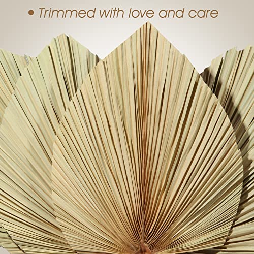 Ragnify Dried Palm Leaves - Unique and Sustainable Decor for Any Occasion