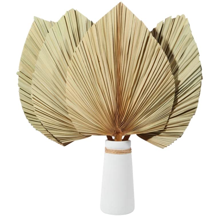Ragnify Dried Palm Leaves - Unique and Sustainable Decor for Any Occasion