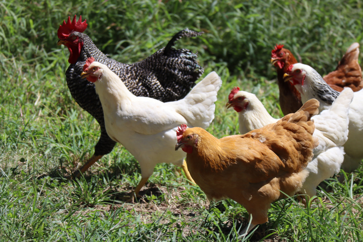 LIVESTOCK
