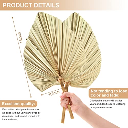Ragnify Dried Palm Leaves - Unique and Sustainable Decor for Any Occasion