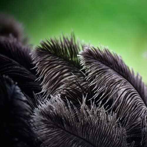 Ragnify Pack of 24 Natural Black Ostrich Feathers 10-12 Inches with 24 Sticks 10 Inches and Tape for DIY Decorations, Wedding Party Centerpiece Gatsby Decorations