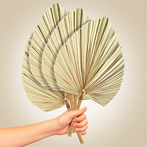 Ragnify Dried Palm Leaves Spear Natural Dried Palm Fans Bohemian Dried Flowers for Bohemian Dried Palm Spears Tropical Dried Palm Leaves Decor for Boho Wedding Party (18x10 Inches, 04)
