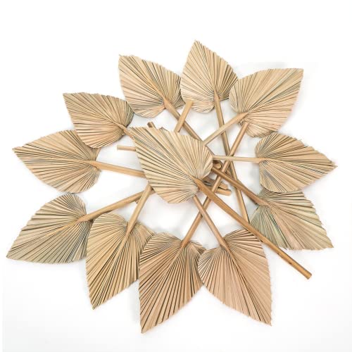 Ragnify Dried Palm Leaves Spear Natural Dried Palm Fans Bohemian Dried Flowers for Bohemian Dried Palm Spears Tropical Dried Palm Leaves Decor for Boho Wedding Party (18x10 Inches, 04)